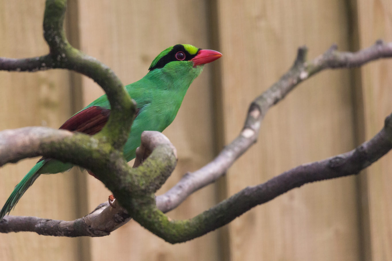 Beautiful songbirds among the rarest in the world arrive at Newquay Zoo