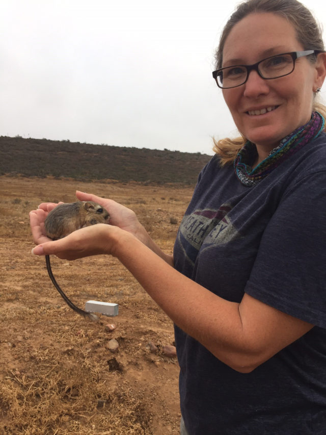 Kangaroo rats.