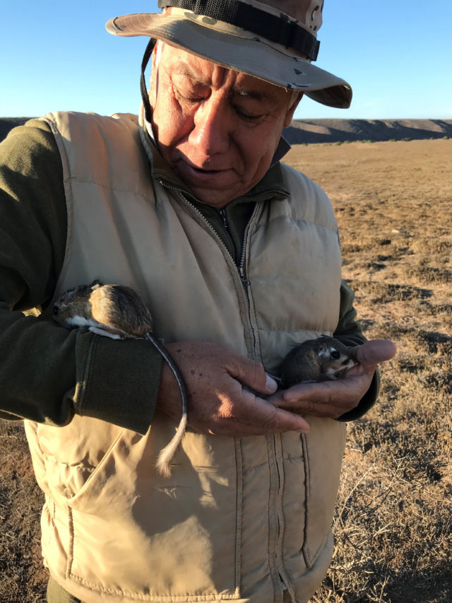 Kangaroo rats