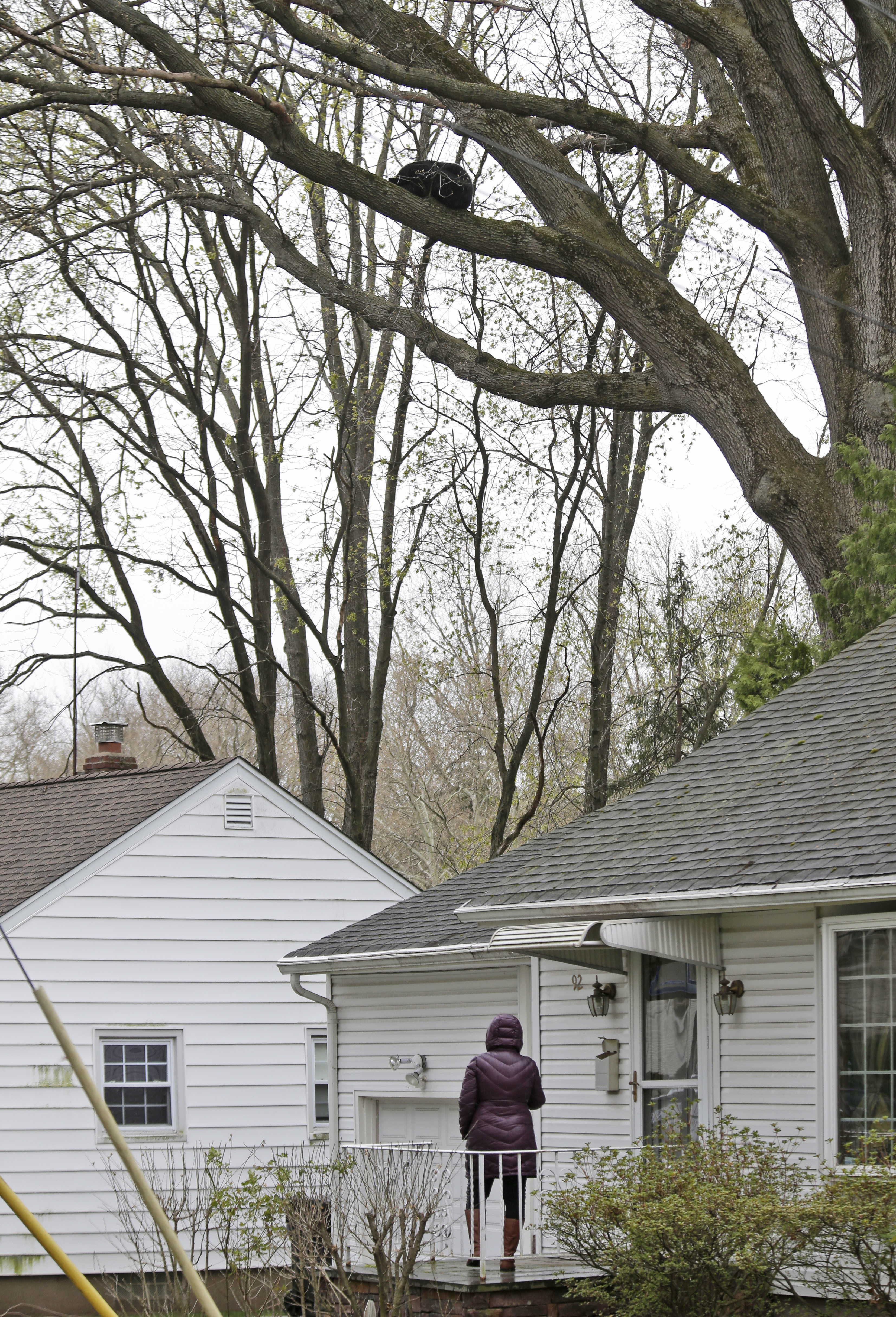 A woman looks up at a bear resting in a tree over her house in Paramus (Seth Wenig/AP)