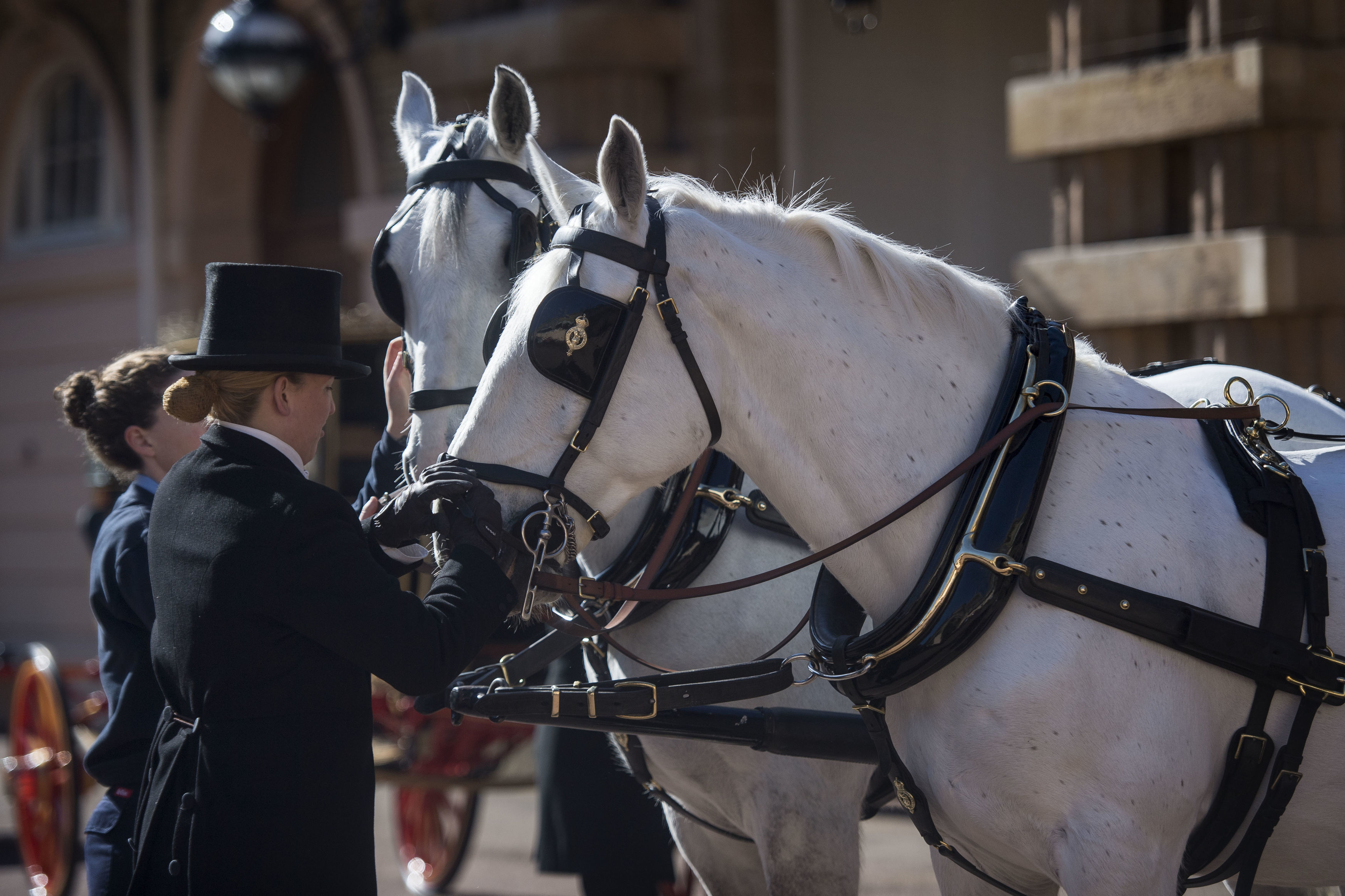 Two Windsor Greys, which will pull the carriage at the wedding of Prince Harry and Meghan Markle, are groomed at the Royal Mews at Buckingham Palace 
