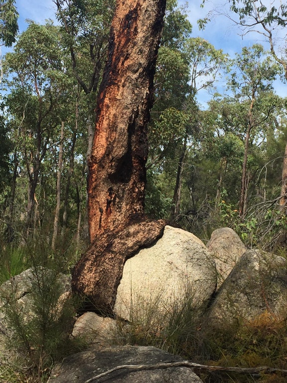 Tree sucking on a rock