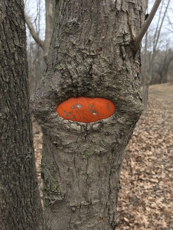 A tree sucking something orange