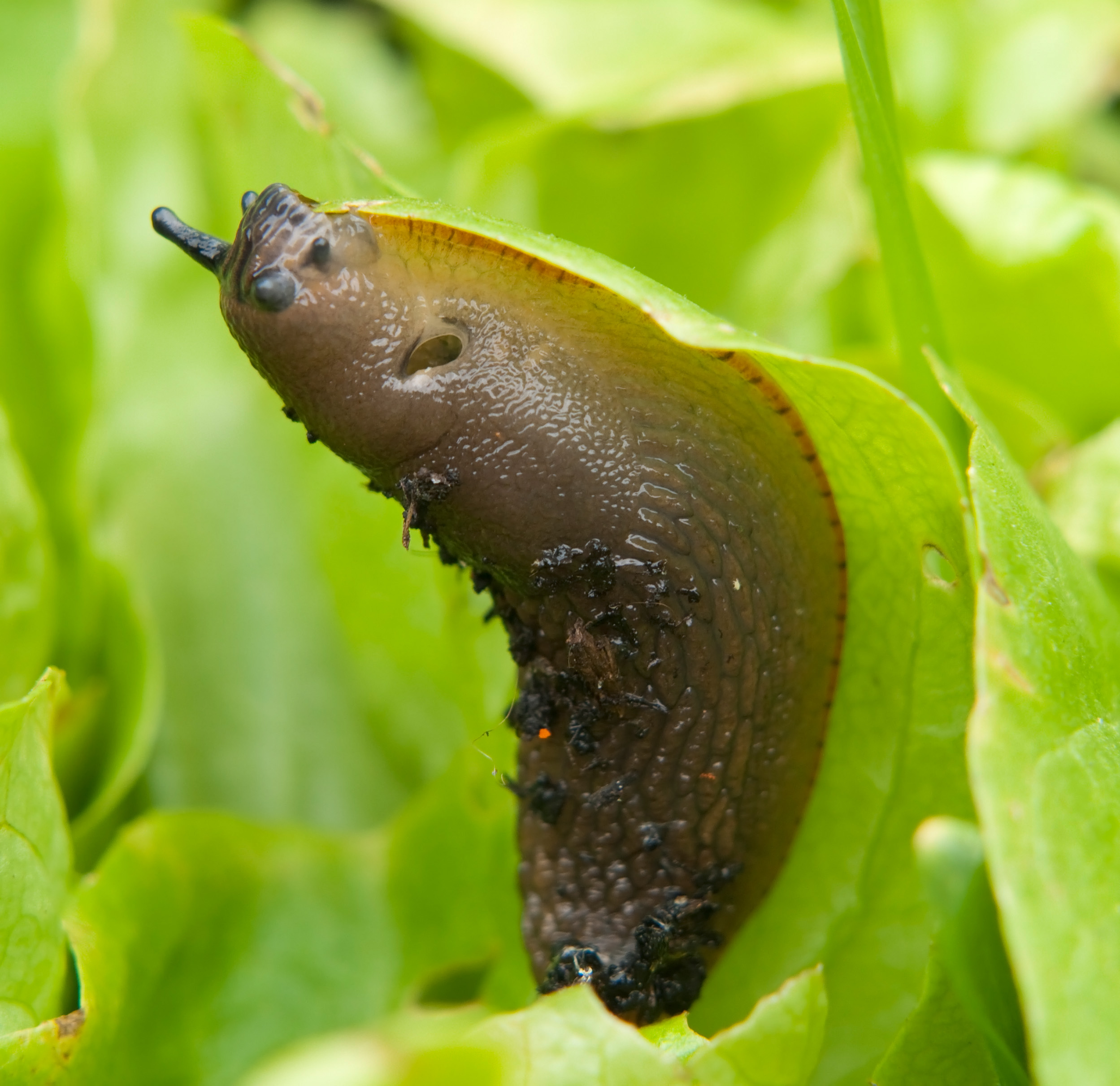Pick off slugs by hand (Thinkstock/PA)