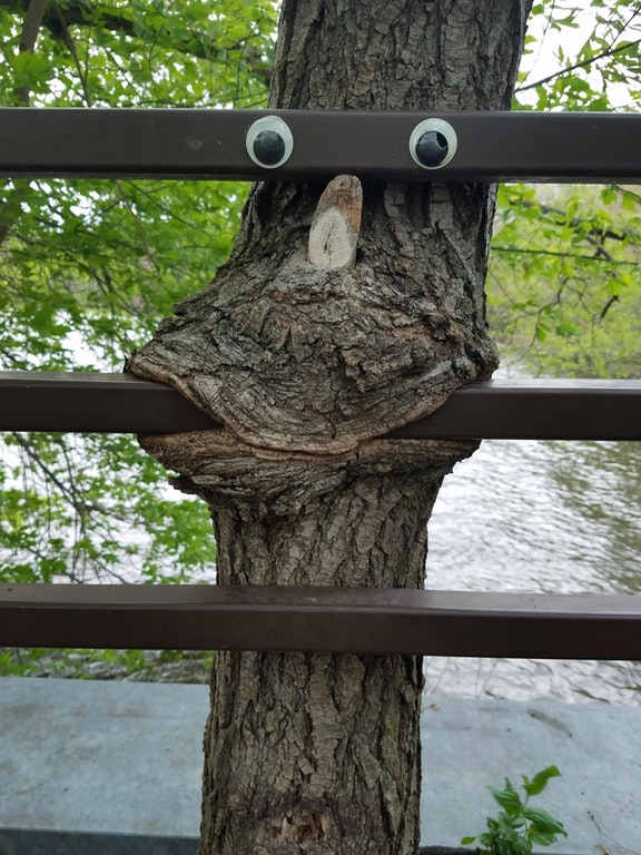 A tree with googly eyes