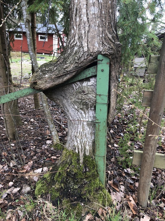 A tree wrapped around a fence