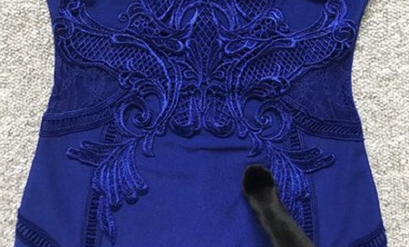 The paw on the dress