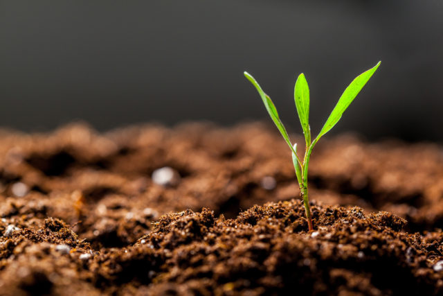 Corn seedling.