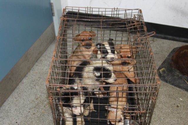 The puppies were seized in an operation involving police and animal inspectors (Scottish SPCA/PA)