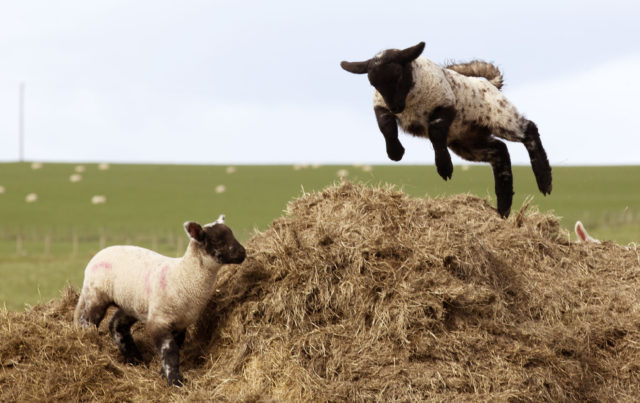 Lambs enjoying the spring weather in Lanarkshire, Scotland. (David Cheskin/PA)