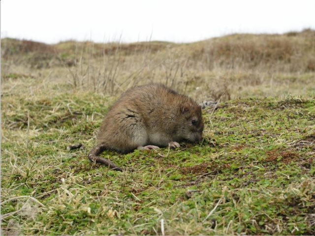 Georgia preyed on ground-nesting birds (Paula O Sullivan/PA)