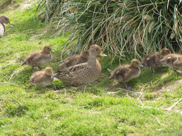 Flocks of South Georgia pintails have been seen since the rats were eradicated (Sarah Lurcock/PA)