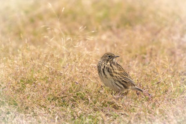 South Georgia pipits have made a comeback since the rats have been eradicated (Oli Prince/PA)