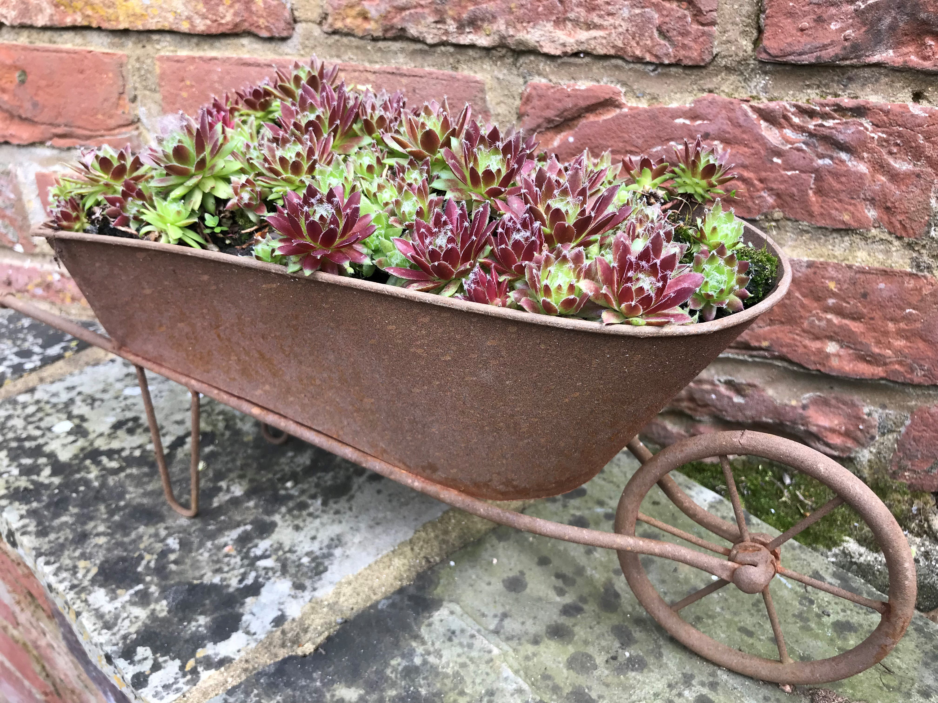 Succulents in a wheelbarrow (Hannah Stephenson/PA)