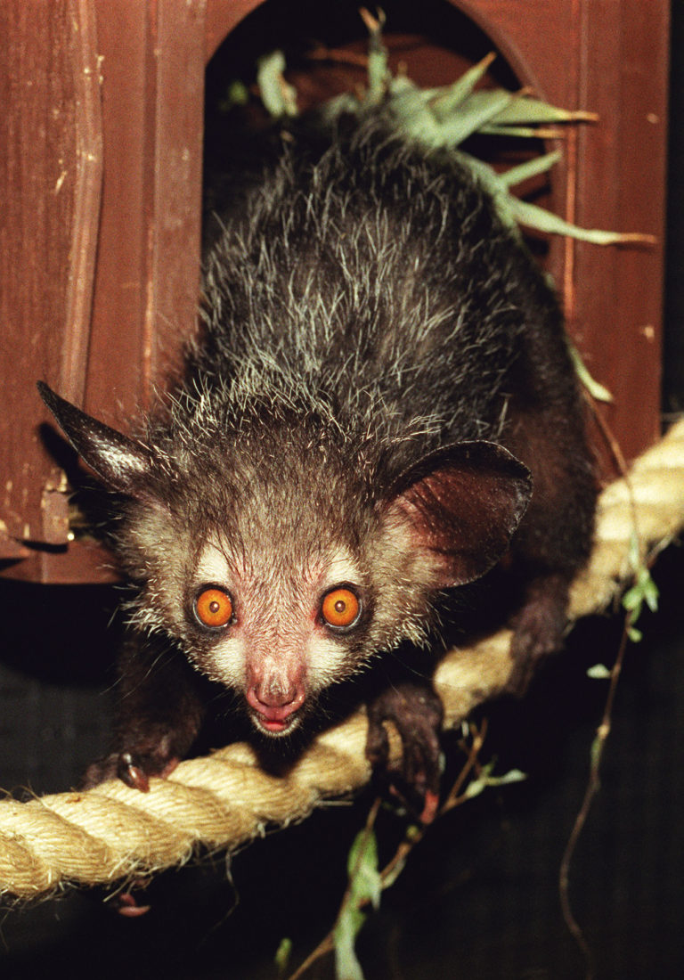 Watching an ayeaye enjoying some honey is a rare and sweet treat The