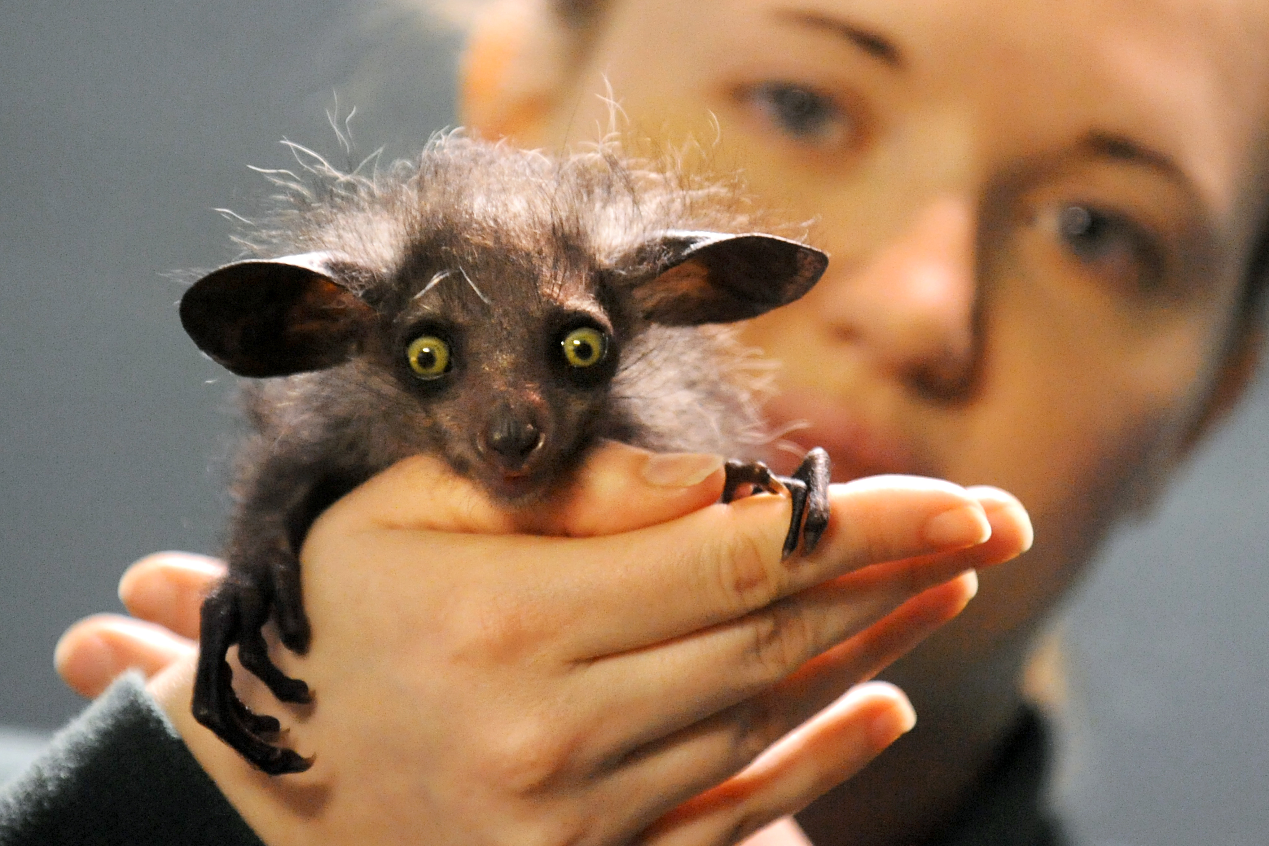 Raz the aye aye