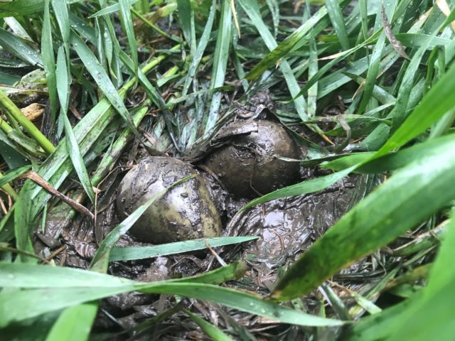 Godwit eggs were found in farmland after flooding forced birds from wetlands (Louise Clewley/WWT/PA)