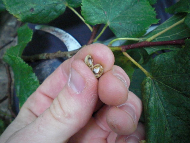 Seeds from 60 different UK species have been collected as part of the project (RGB Kew/PA)