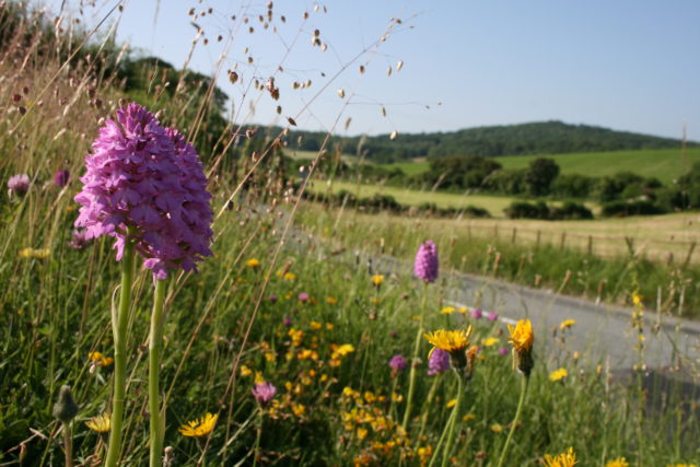 Hundreds of wildflower species including 29 native British orchids (Dominic Murphy/Plantlife/PA)
