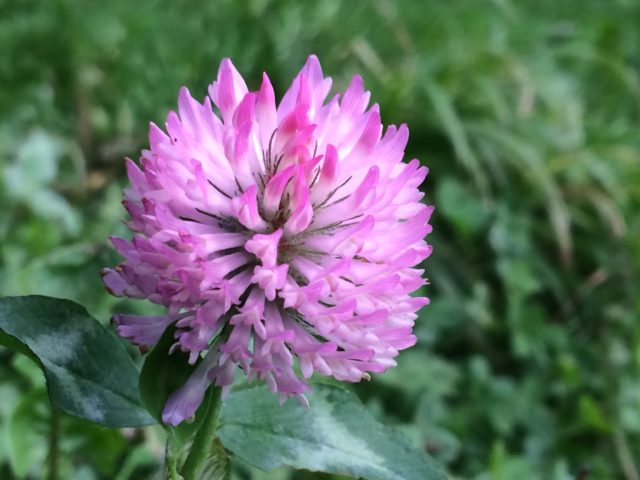 Species such as red clover which are important for wildlife are being squeezed out on road verges (Trevor Dines/Plantlife/PA)