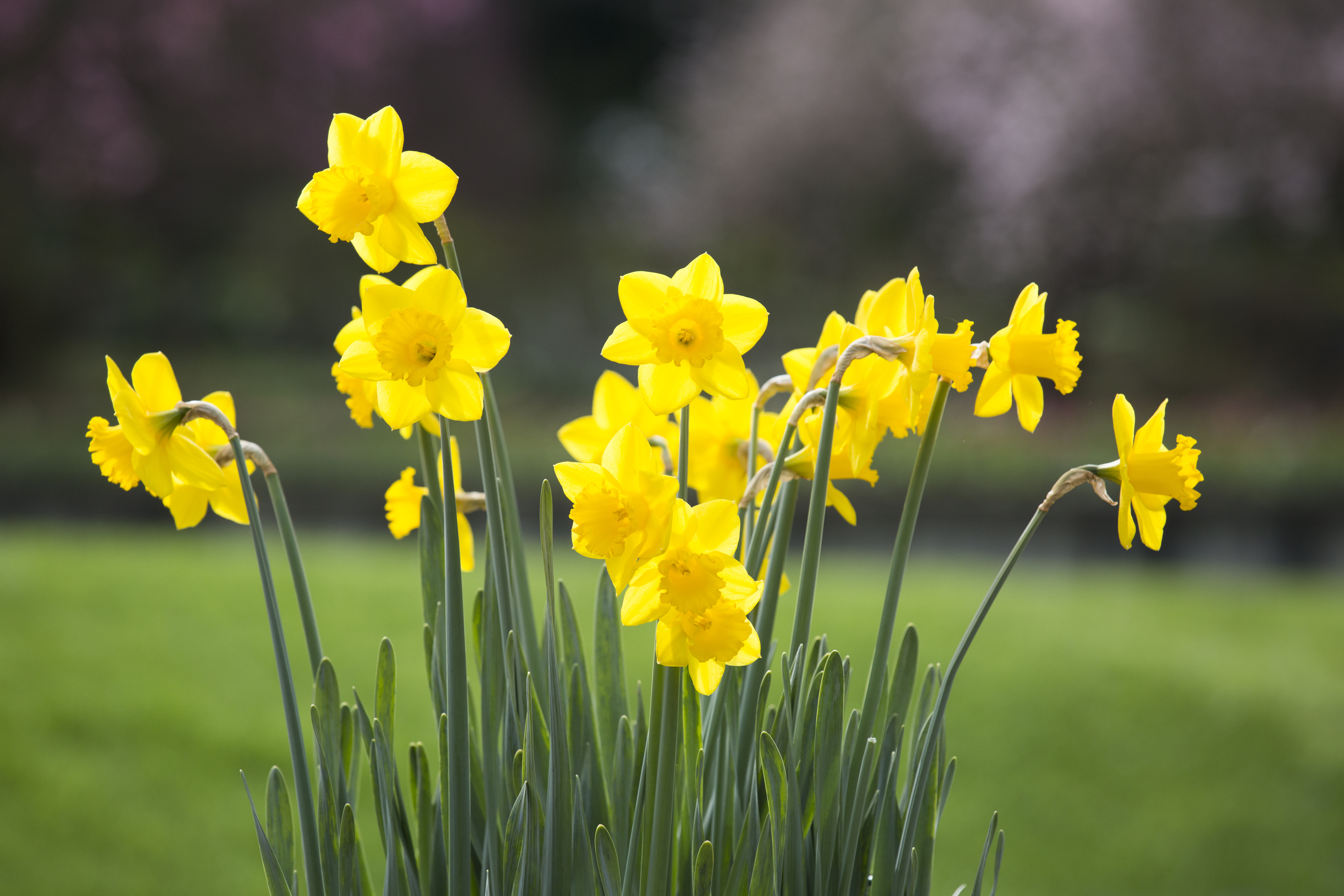 Daffodils can spark memories (Thinkstock/PA)