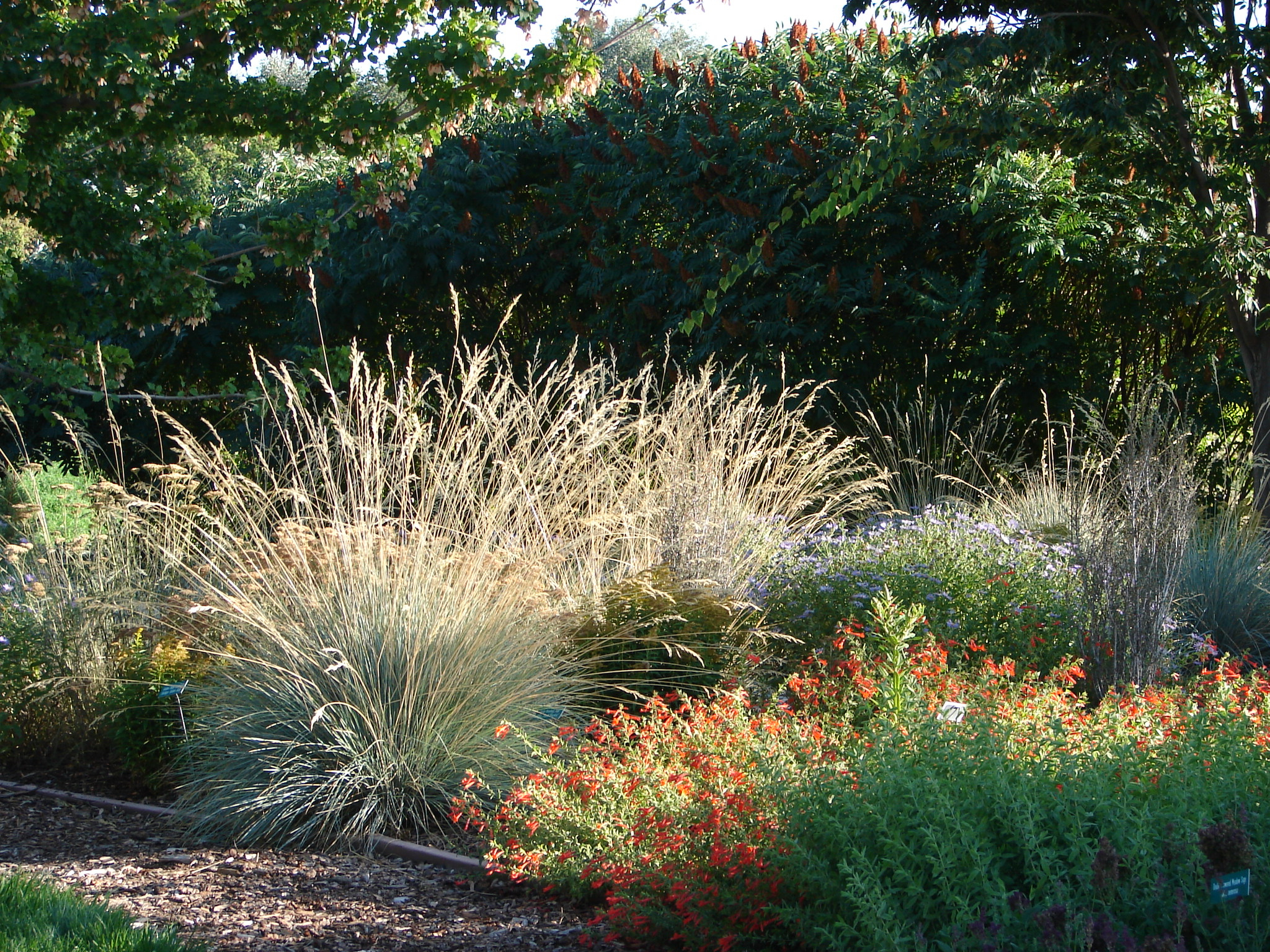 Ornamental grass provides an effective accent in a border (Thinkstock/PA)