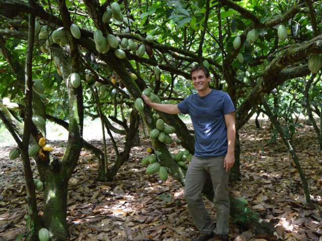 Cocoa pods.