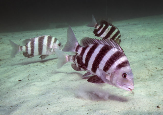 fish white with black stripes