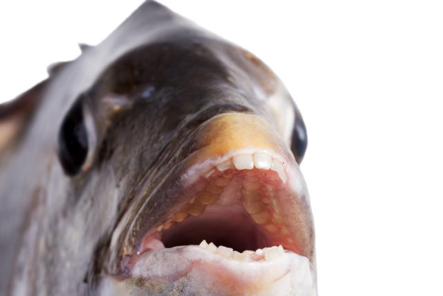 This fish has human teeth and it's freaking people out