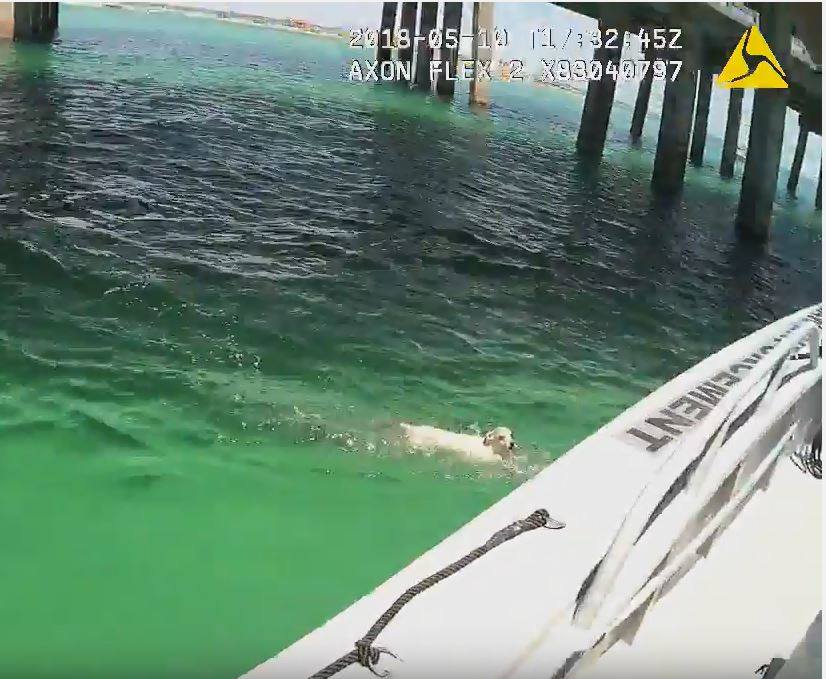 Dog rescued from waters off the coast of Florida (Okaloosa County Sheriff's Office)