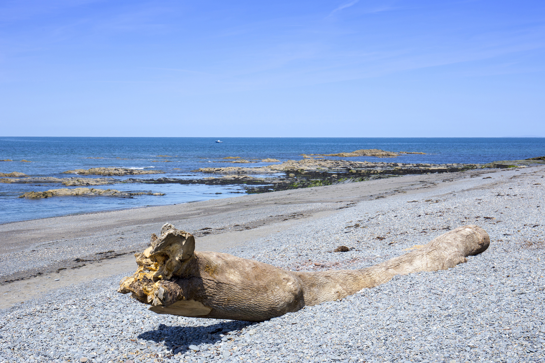 Washed up tree on the beach in Aberystwyth Ceredigion Wales UK