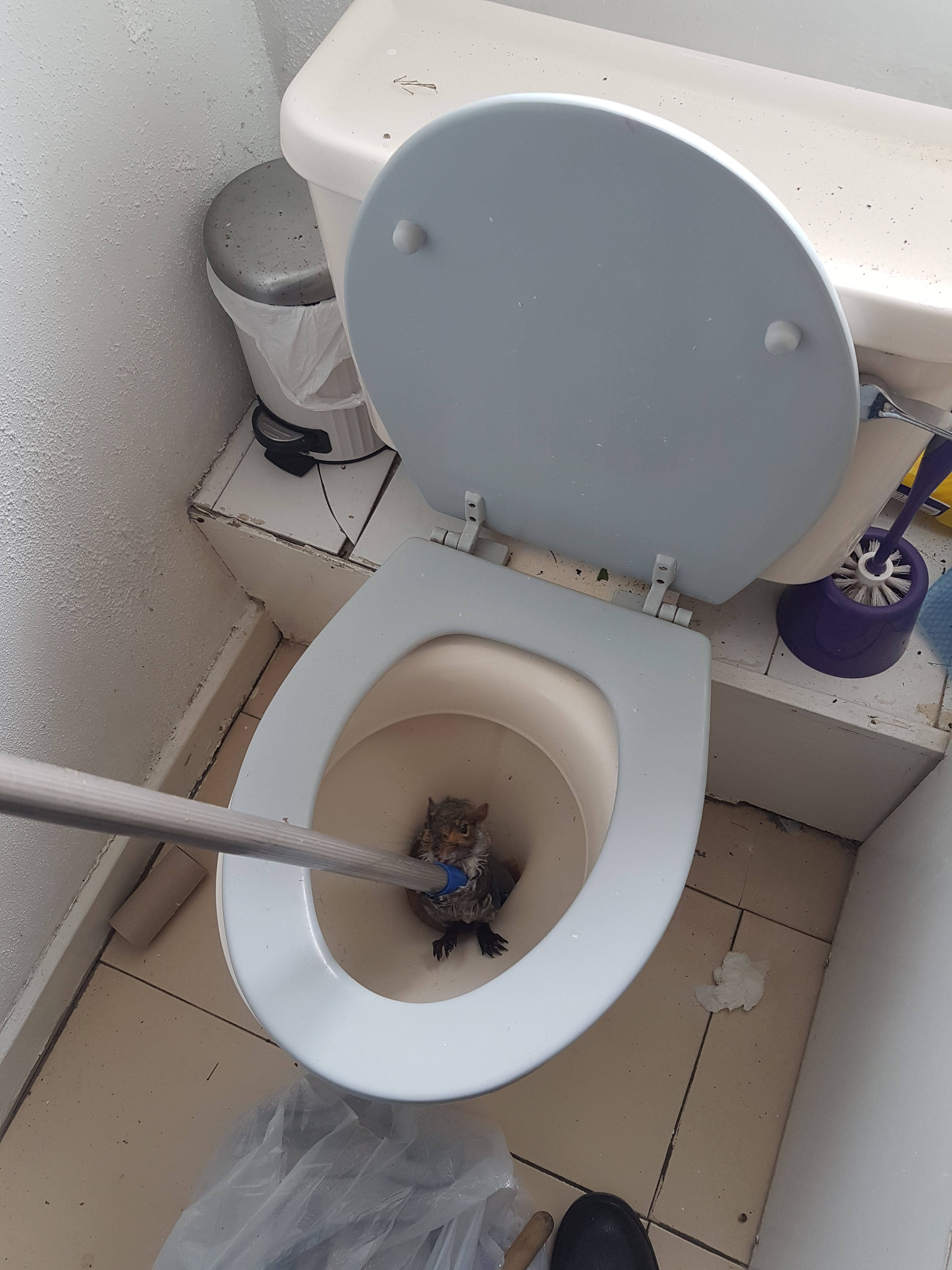 A squirrel stuck in a toilet at a student house (RSPCA)