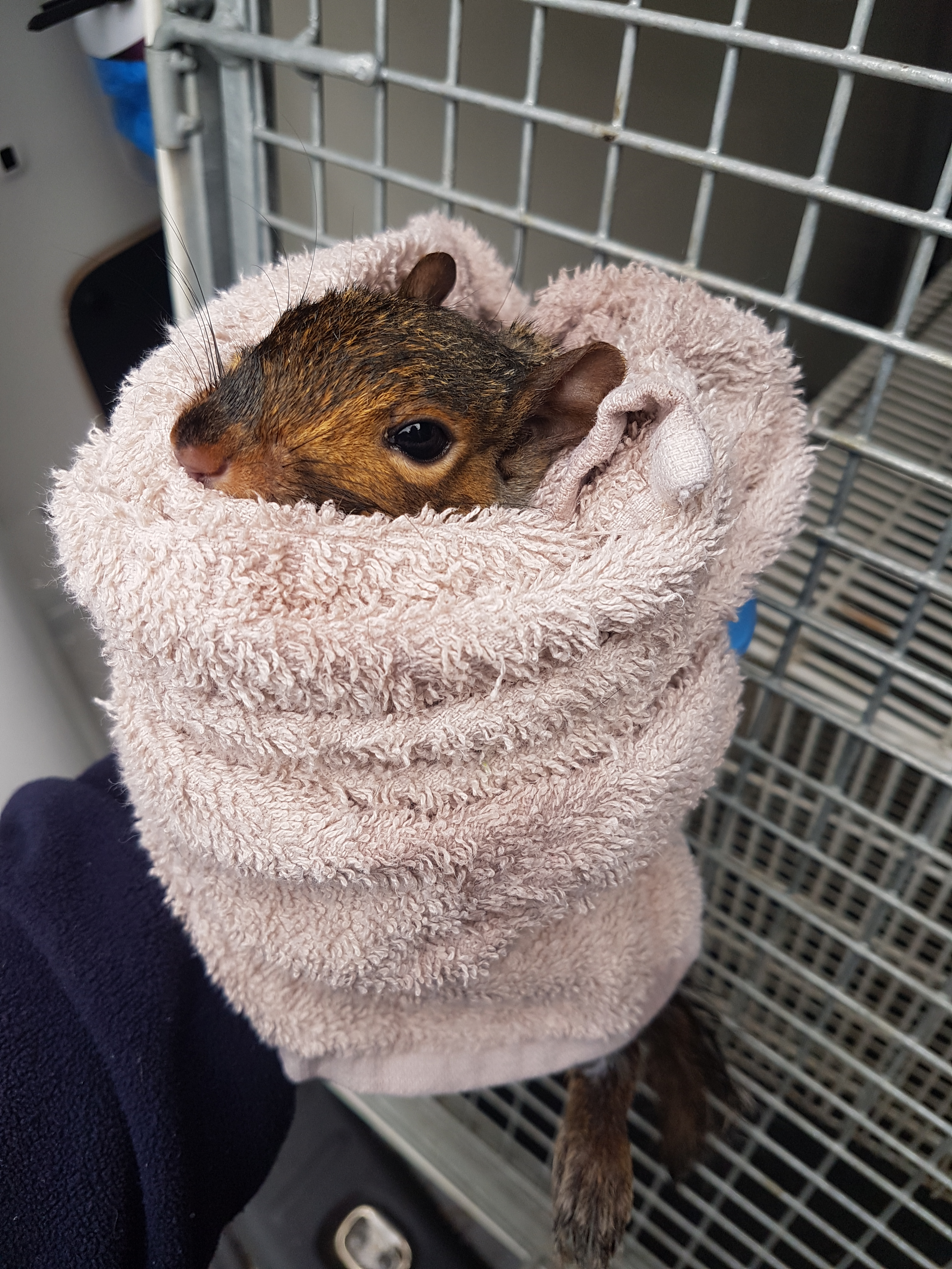 A squirrel rescued from a toilet by the RSPCA (RSPCA)
