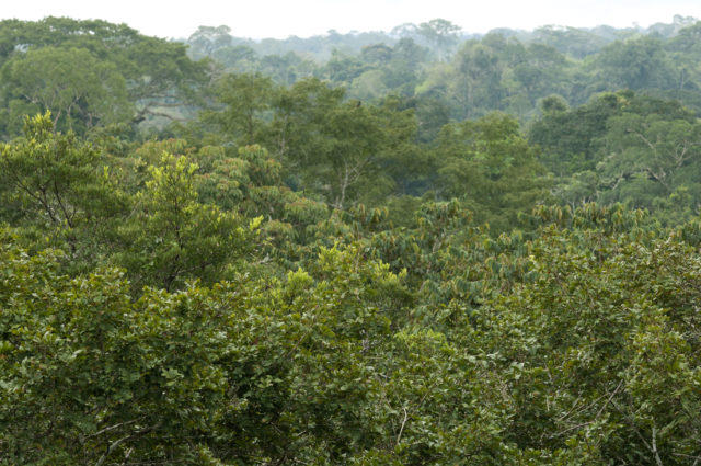 Yasuni Biosphere Reserve in Ecuador.