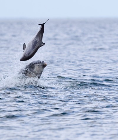 Photographers caught the rare sight on May 9 and 11 (Jamie Muny/PA)