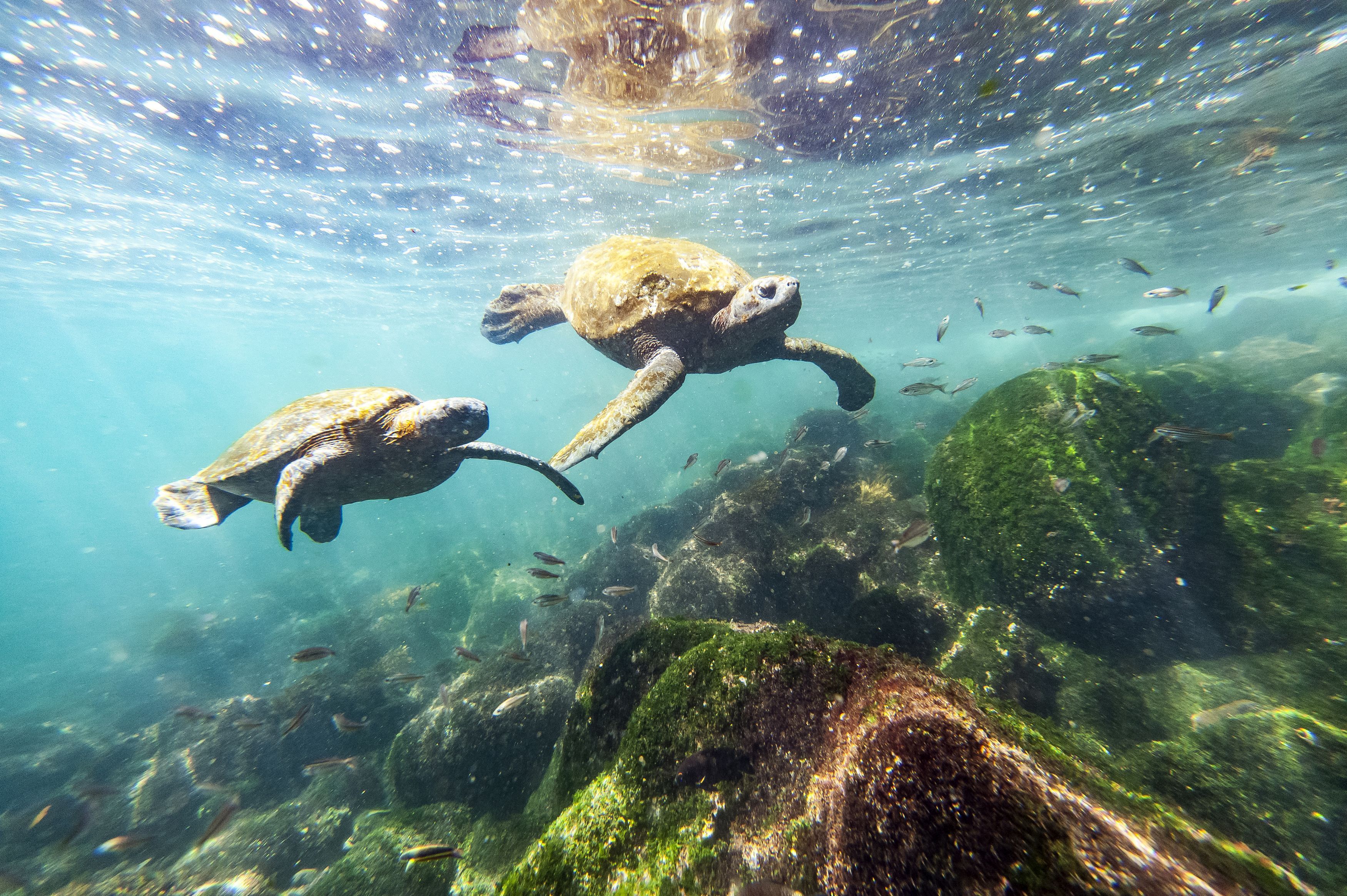 Undated Handout Photo of green turtles in Isabela. See PA Feature TRAVEL Galapagos. Picture credit should read: PA Photo/RENATO GRANIERI. WARNING: This picture must only be used to accompany PA Feature TRAVEL Galapagos.