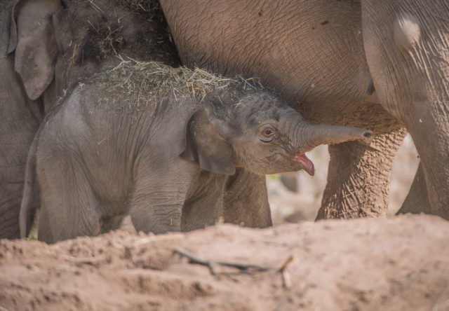 The calf's birth was a surprise (Chester Zoo)