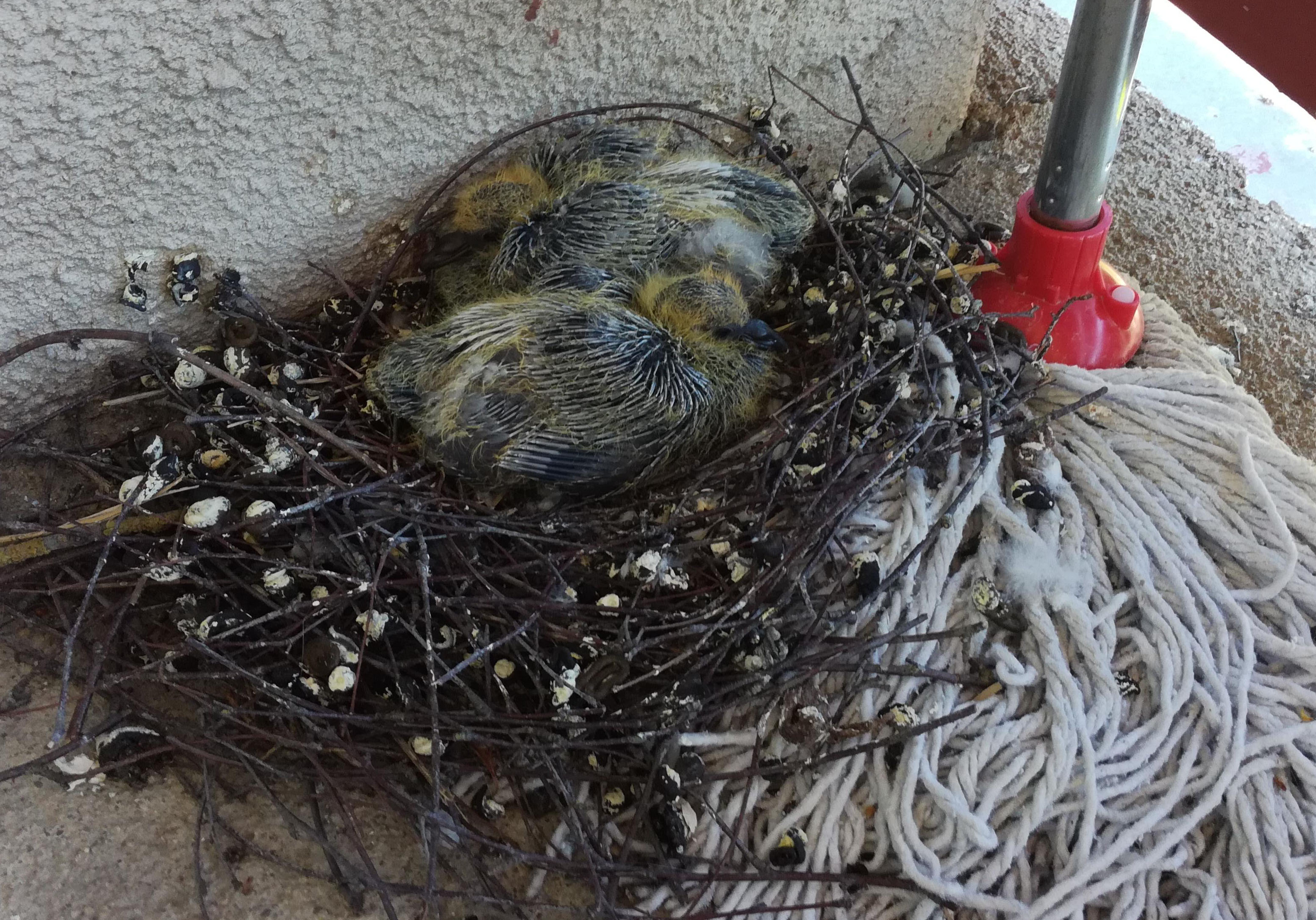 Birds nest on a mop (Aelegius/Reddit)