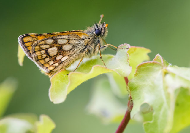 The forest has been restored to support the butterfly (Adam Gor/Butterfly Conservation/PA)