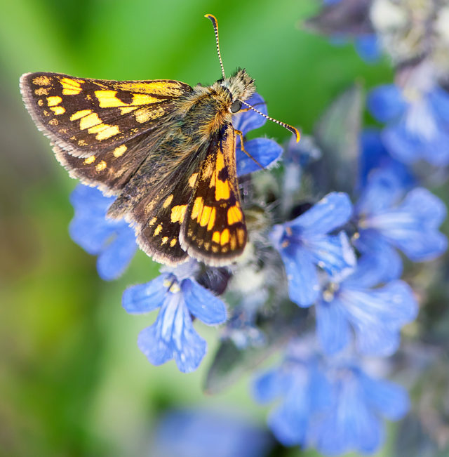 Chequered skippers have been brought from Belgium to the release site (Adam Gor/Butterfly Conservation/PA)
