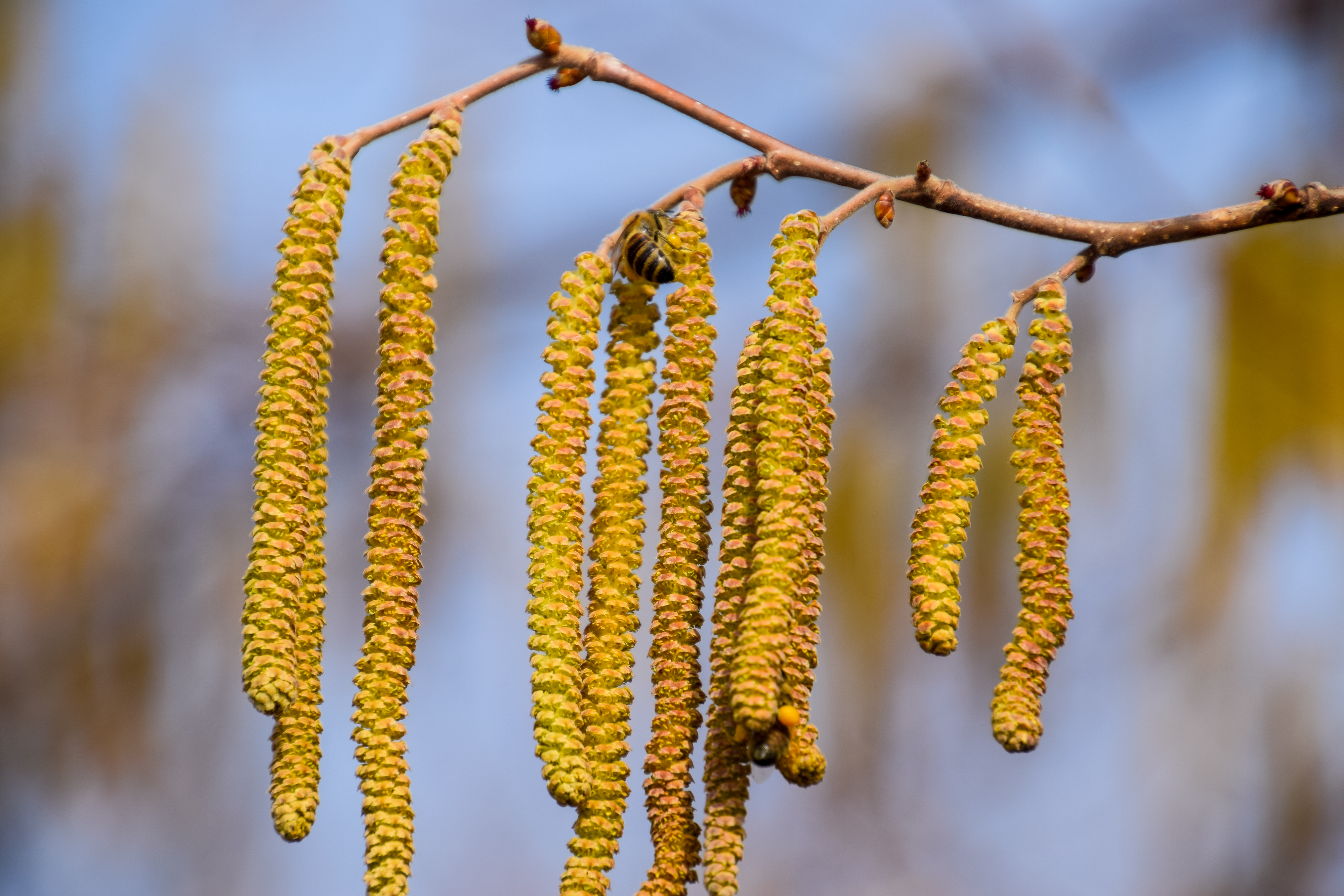 6-home-hacks-for-pollen-proofing-your-garden-bt