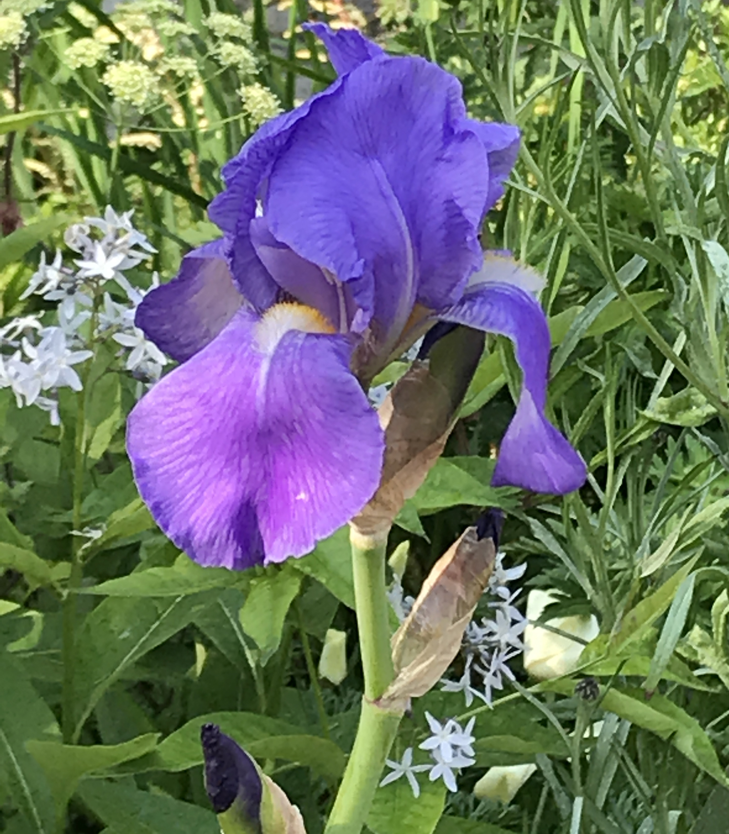 Irises like moist soil (Hannah Stephenson/PA)