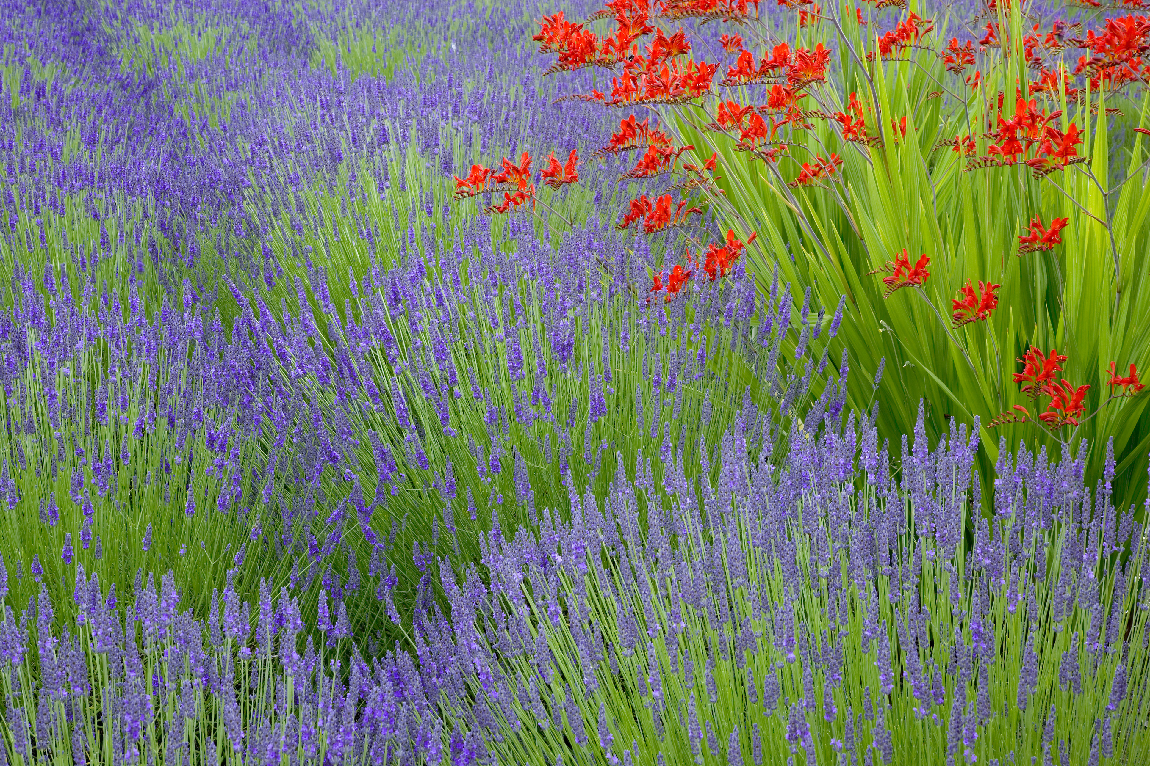 Lavender and crocosmia flowers contrast well (Thinkstock/PA)
