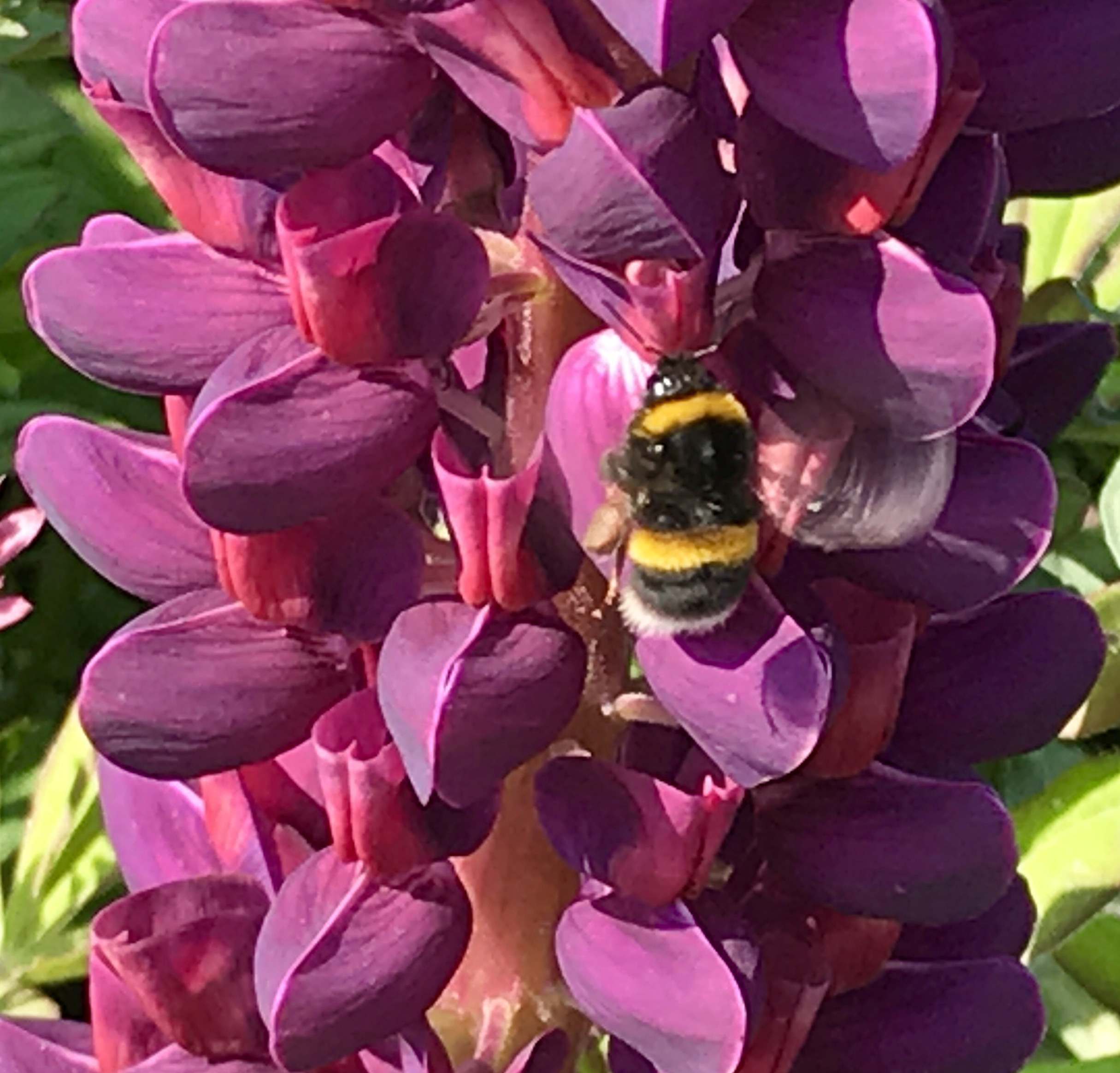 Use lupins for architectural interest (Hannah Stephenson/PA)
