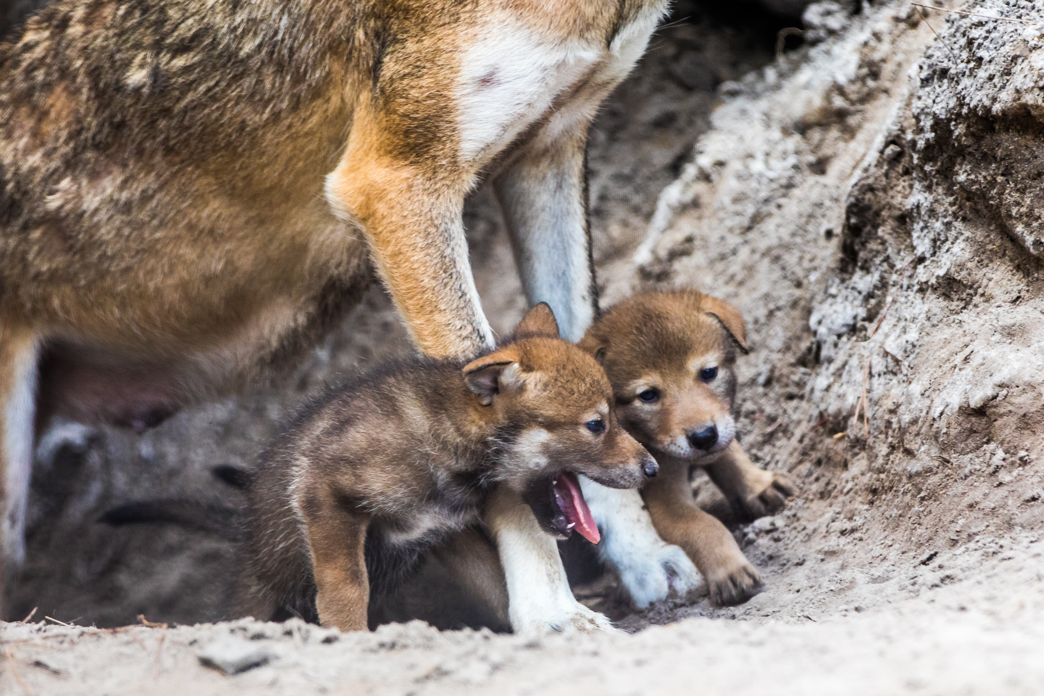 Red wolf pups at ZooTampa at Lowry Park (ZooTampa at Lowry Park)
