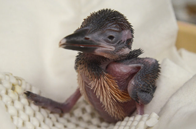 Guam kingfisher chick.