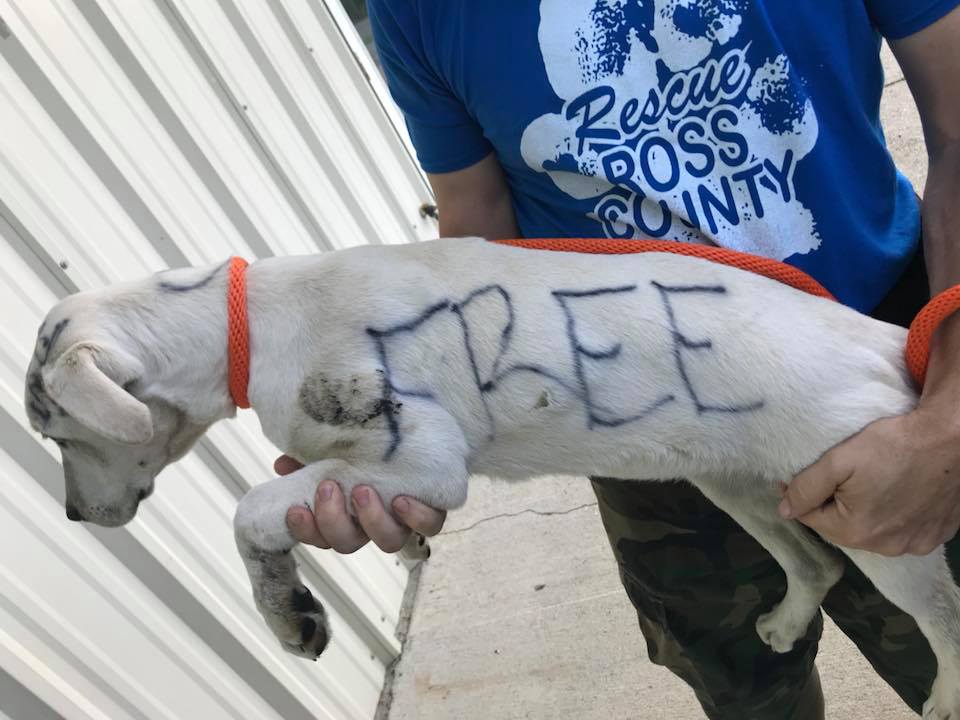 Marvella with the word "free" scrawled on her body