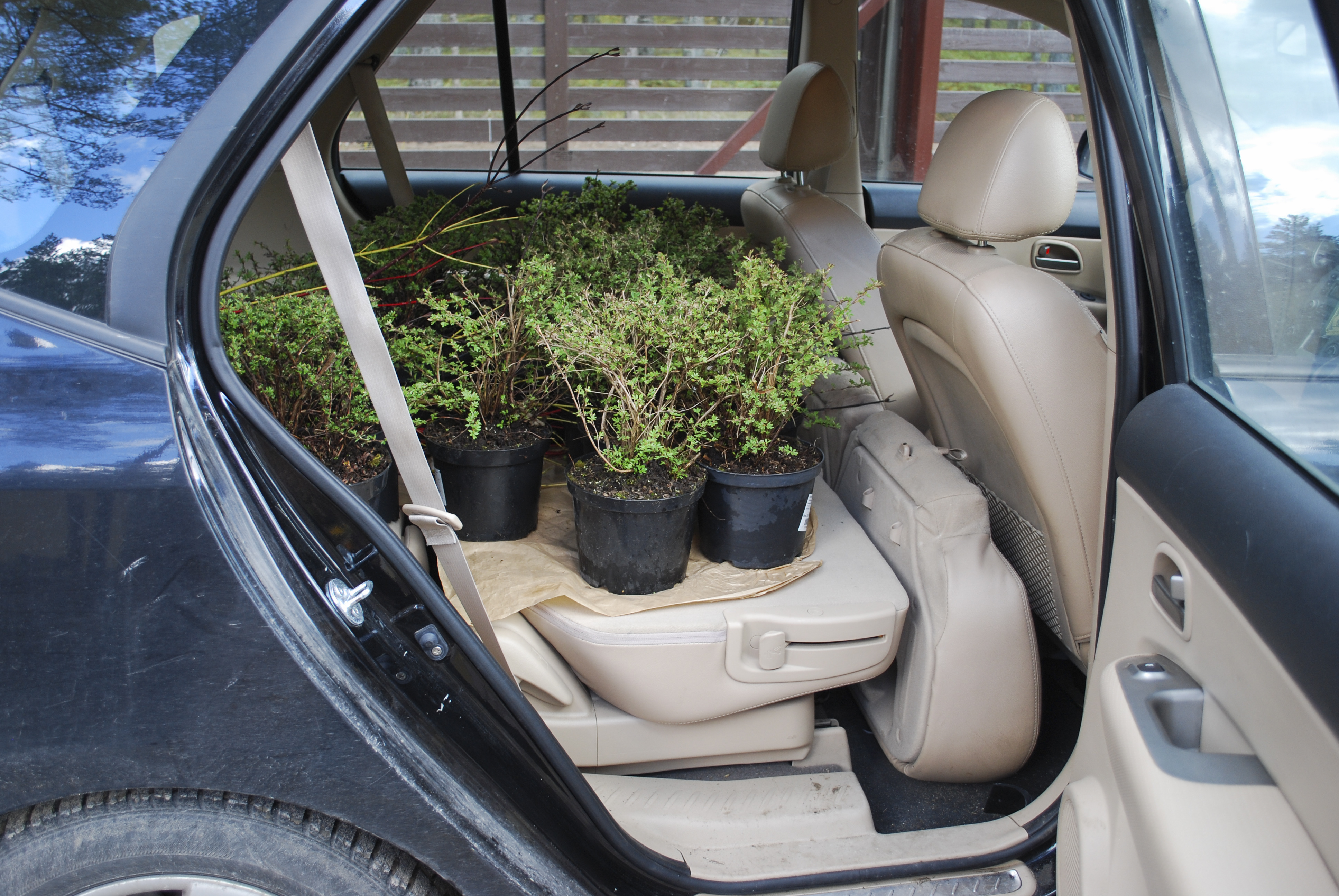 Don't leave your plants to wilt in the car (Thinkstock/PA)