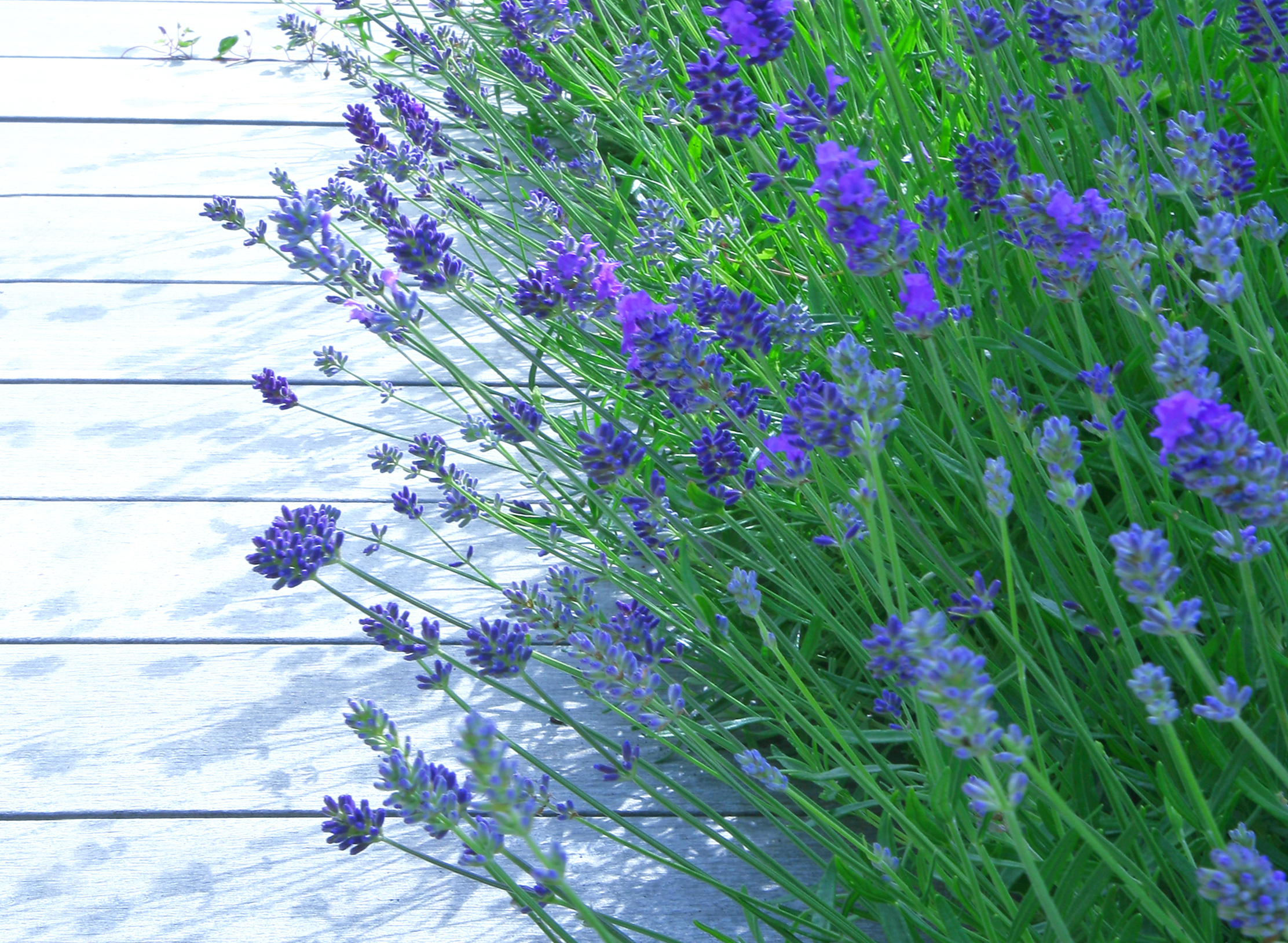 Lavender can soften the look of a house (Thinkstock/PA)