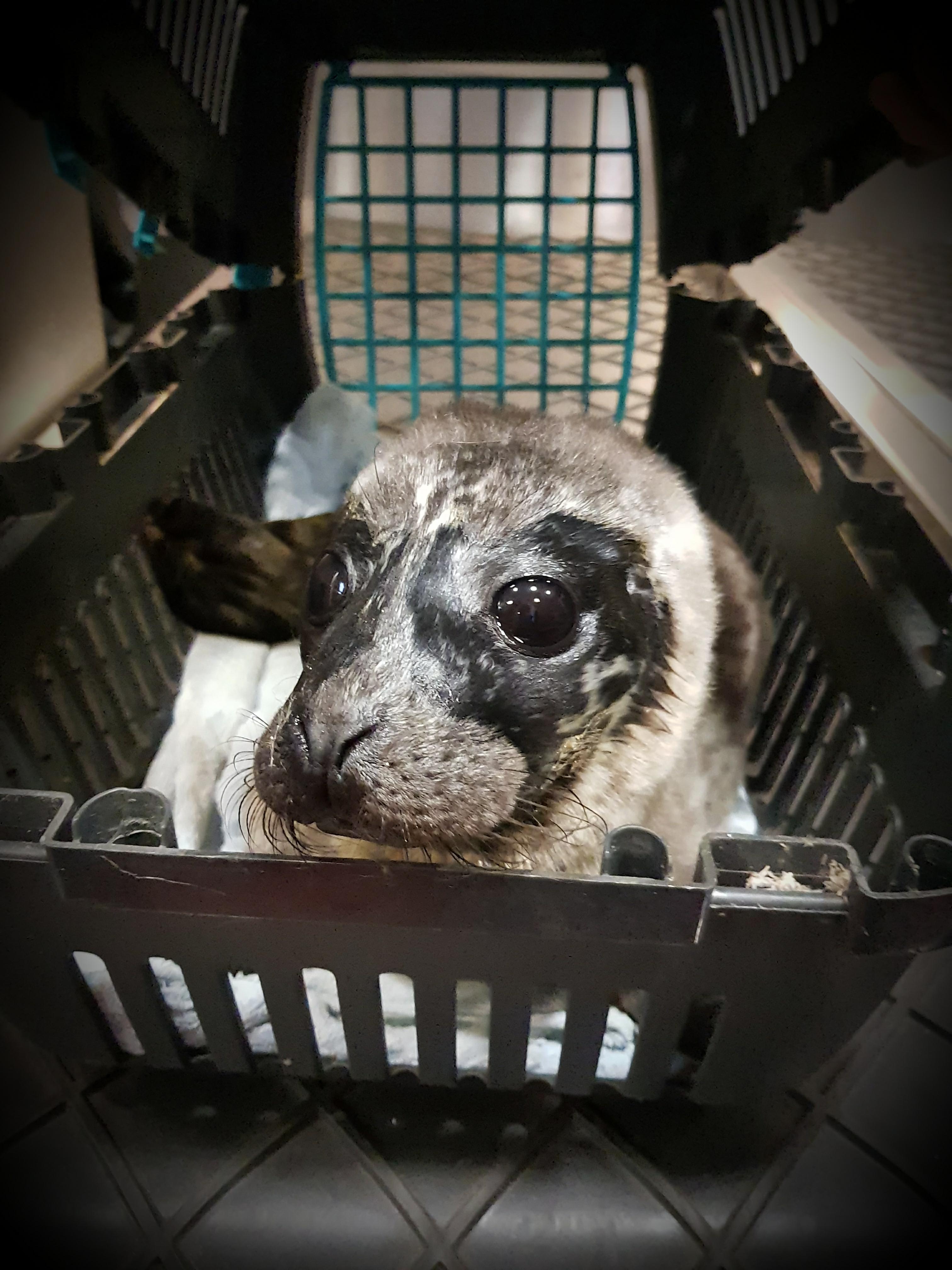 The seal in a crate ahead of its journey on a Loganair flight to Glasgow (Loganair/PA)